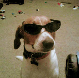 Meet your Posher, Tommy